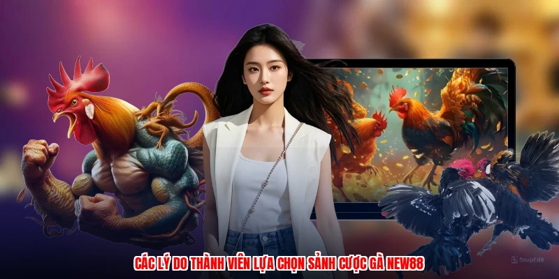 Các lý do thành viên lựa chọn sảnh cược gà NEW88