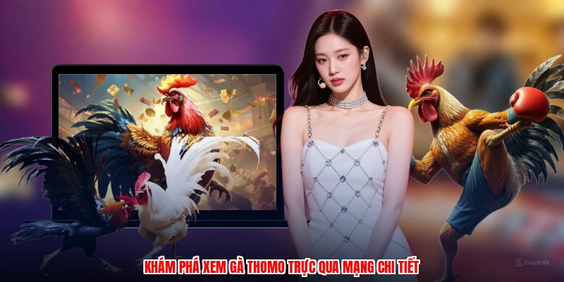 Khám phá xem gà thomo trực qua mạng chi tiết