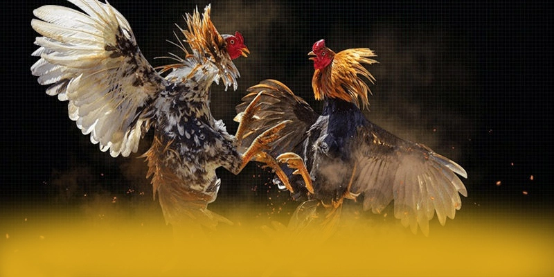 FB88 - Đánh giá tổng thể với góc nhìn khách quan. FB88 - Đánh giá tổng thể với góc nhìn khách quan.